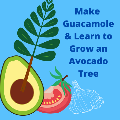 Make Guacamole and Learn to Grow an Avocado Tree